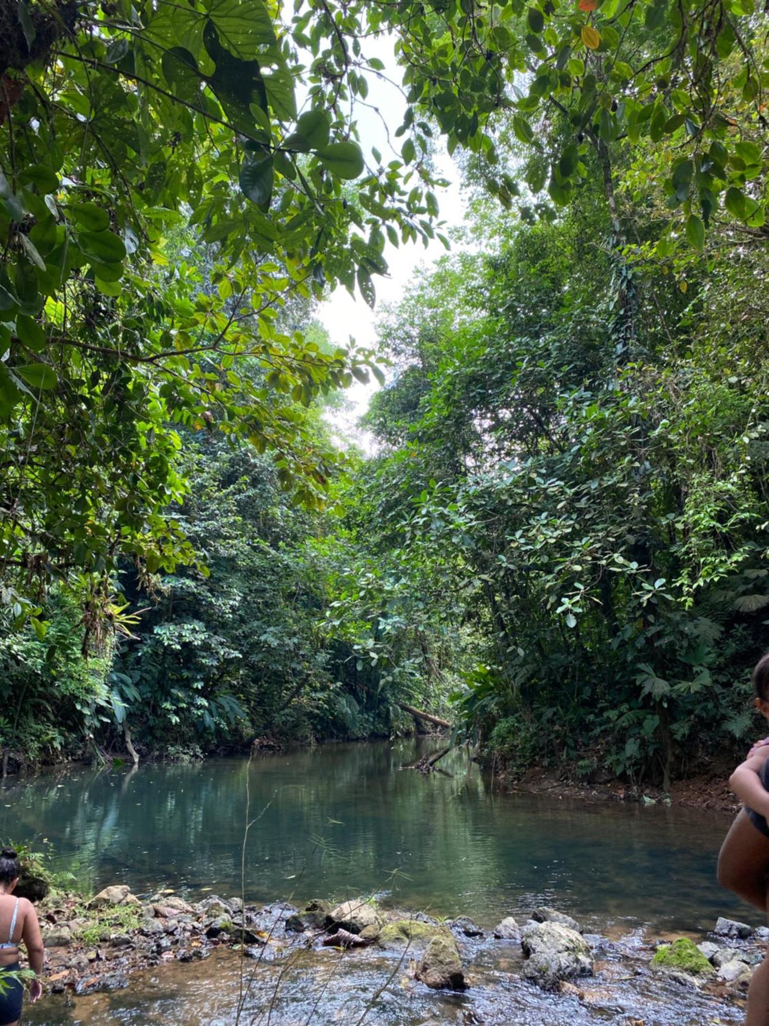 Cabinas Corcovado Green Parrot, Los Planes Drake Drakes Bay Eksteriør billede