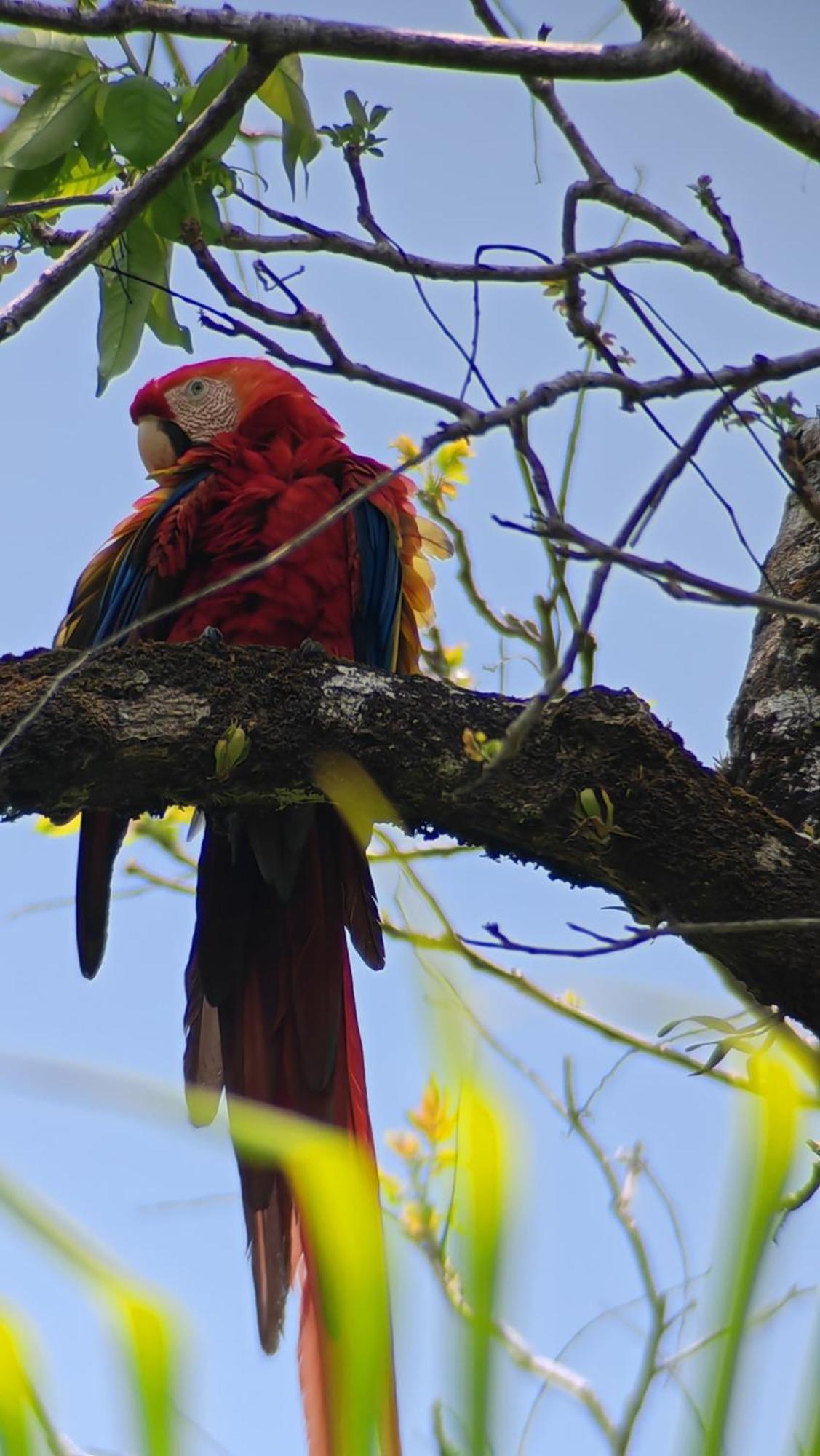 Cabinas Corcovado Green Parrot, Los Planes Drake Drakes Bay Værelse billede