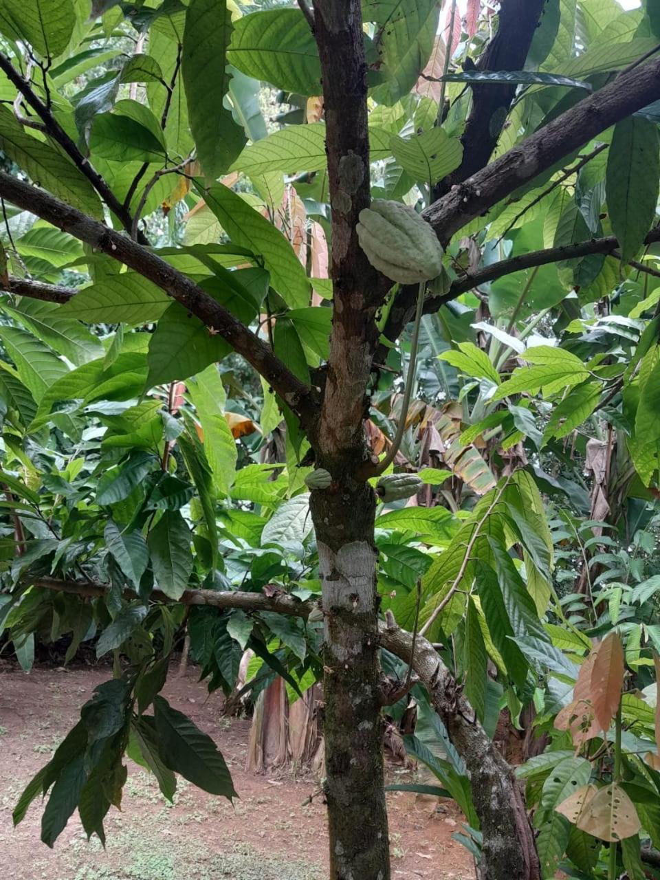 Cabinas Corcovado Green Parrot, Los Planes Drake Drakes Bay Eksteriør billede