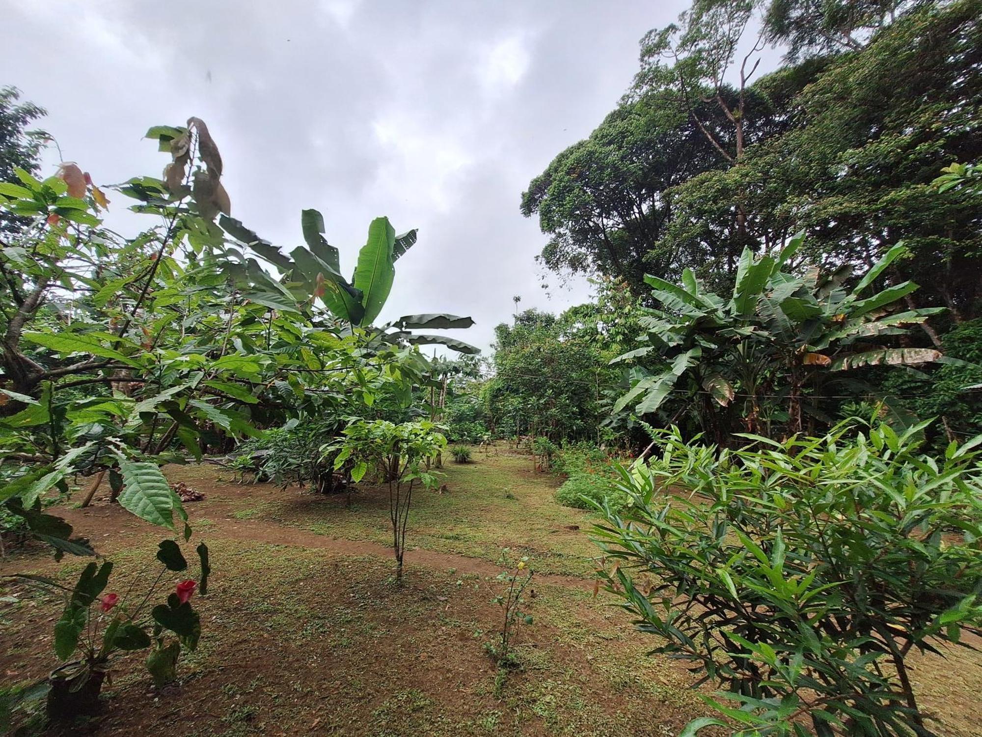 Cabinas Corcovado Green Parrot, Los Planes Drake Drakes Bay Eksteriør billede
