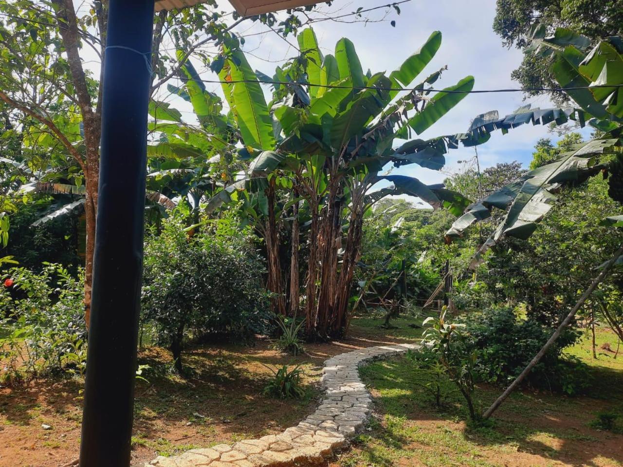 Cabinas Corcovado Green Parrot, Los Planes Drake Drakes Bay Eksteriør billede